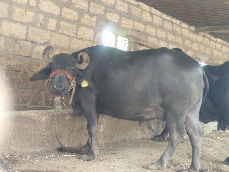 ભેંસ વેચવાની છે