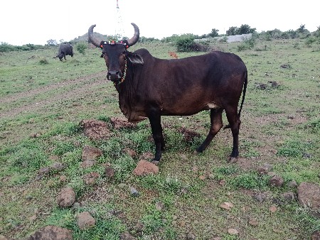 ગાયપૅલૃવૅતરજરસિવાછડિહાલૅહાટામા