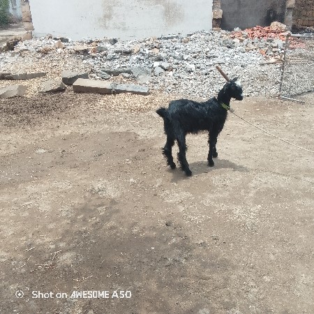 બકરી વેચવાની છે