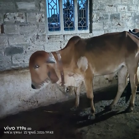 વેચવાના છે