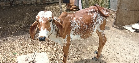 વાછરડી વેચવાની છે.