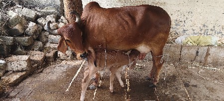 દેશી ગાય