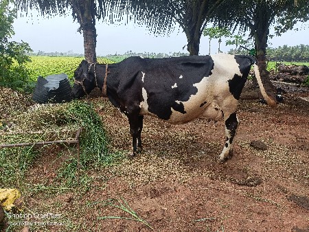 ગાય વેશવાની છે