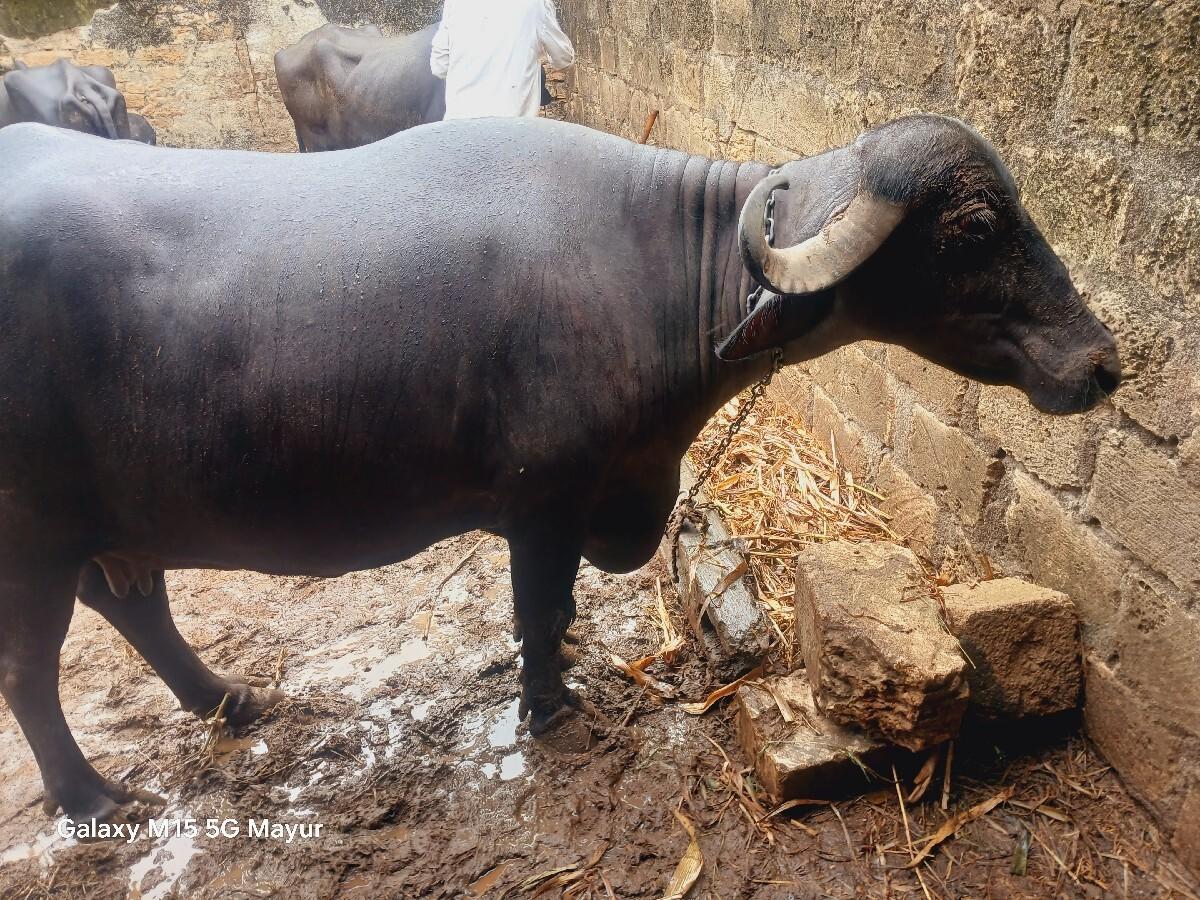 2 વેતર ની ખડેલી વેચવા ની છે