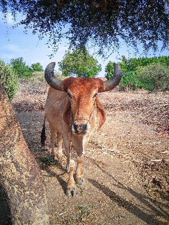 બળદ સાવ સોજો બંને બાજુ ચાલે
