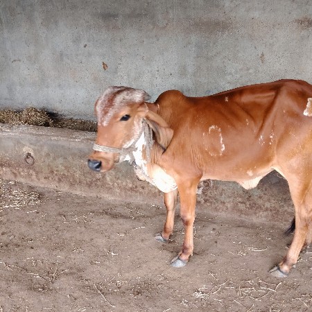 વાછડી આપવાની છે