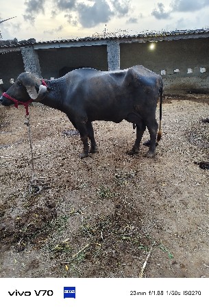 વેચવાની છે