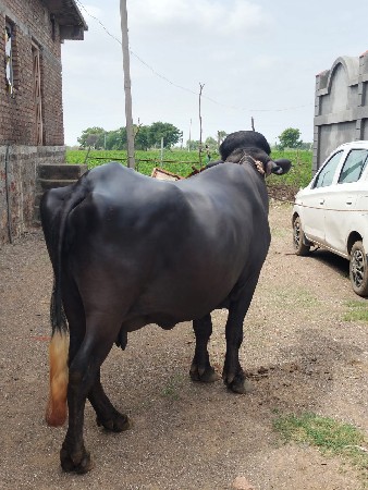 ભેંસ વેચવાની છે