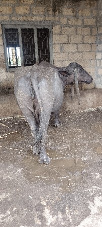 નિસે પાડો
