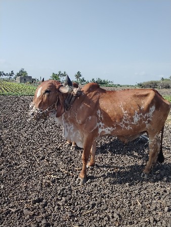 બળદ વેચવાનો સે