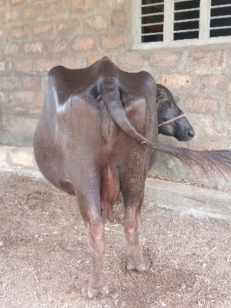 ભેંસ વેચવાની છે