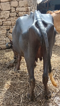 પેલા વેતરની ખડેલી વેચવાની છે