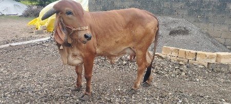 ગીર ગાય વેચવાની છે