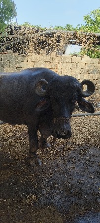 ભેસ વેચવા ની છે