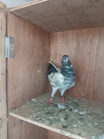 silver male,full udan male