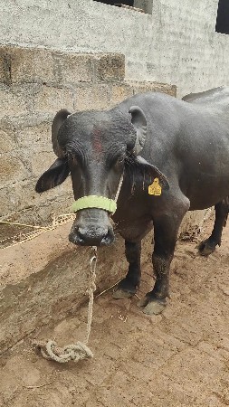 જાફરી દેશી ખડેલી
