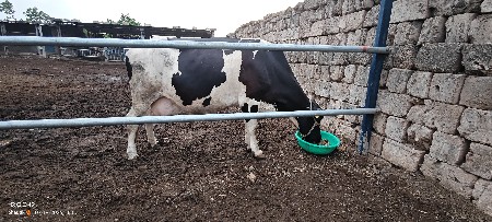 holstein (HF)