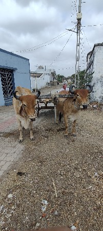 આ બડદ વેચવાના છે
