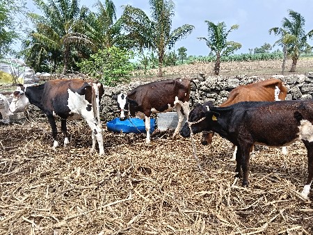 11 hf હોડકા વેચવાના છે.
