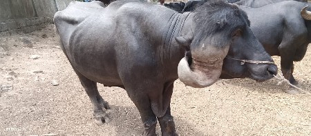 પાડો વેચવાનો છે