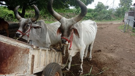બળદ વેચવાના છે