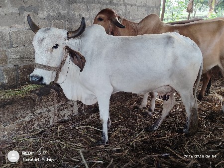 દેવાની સે