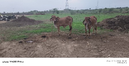 બળદ ગાડલા વેચવાના ટોટલ જવાબદારી