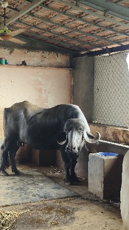 ભેંસ વેશવાની છે
