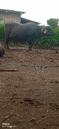 ભેસ વેસવાનીછે