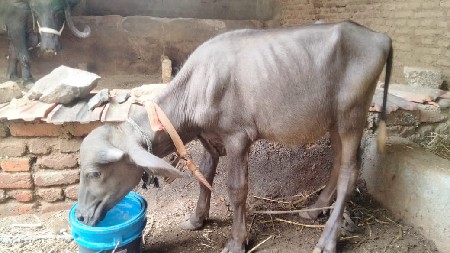 પાડી વેચવાની છે