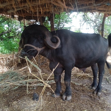 પાડો વેચવાનો છે.