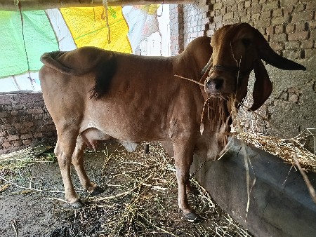સુવર્ણ કપિલા ગાય વેચવાની છે