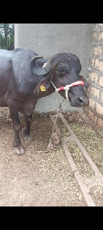 ભેંસ