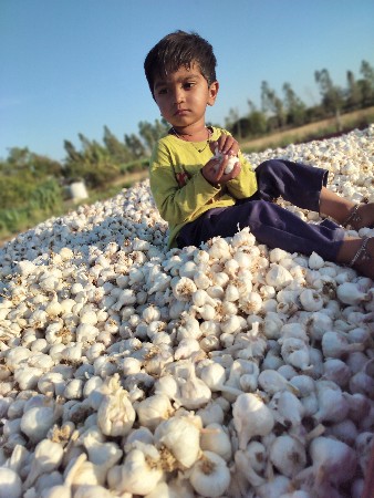 બિયારણ લસણ