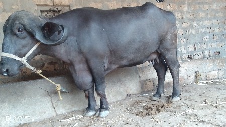 ખડેલીવેચવાની છે