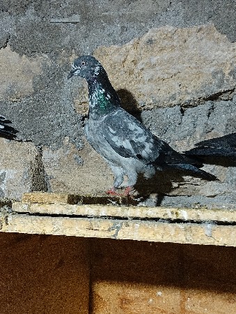 3. માદી છે ફુલ ઉડાન વારી