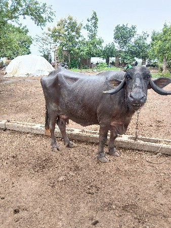 ભેંસ વેચવાની છે