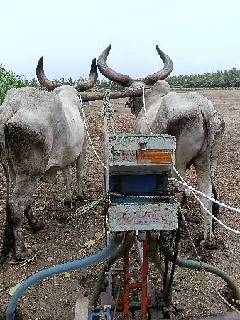 બળદ વેચવાના છે