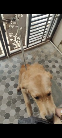 golden retriever
