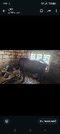 ભેસ વેચવાની છે