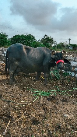 ભેસ