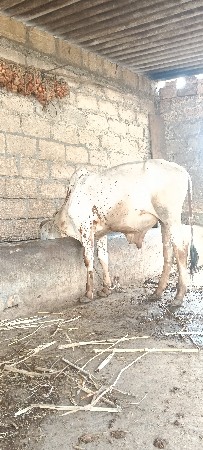 ગોદલો વેસાવ સે
