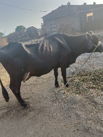 ત્રીજુ વેતન