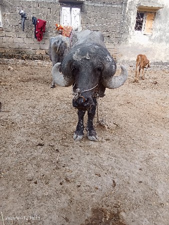 ૪/દાતે