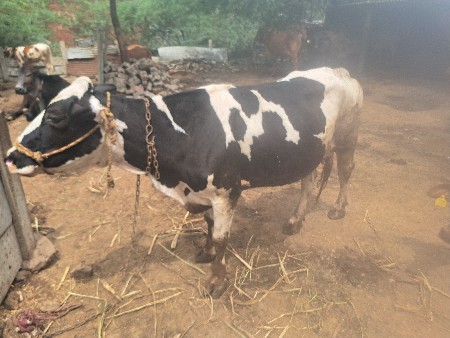 બેય ગાય વેચવાની છે