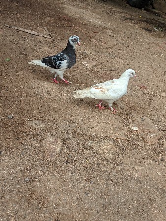 કોટડા ફાટક