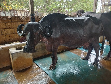 ભેસ વેચવા ની છે