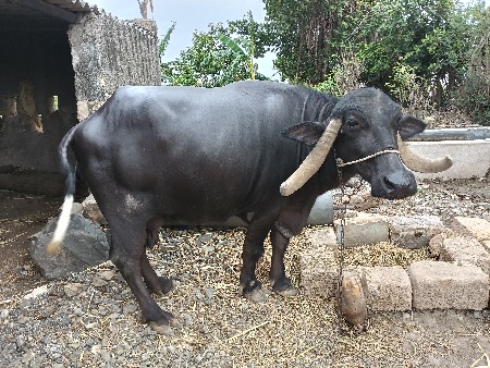 ભેશ વેચવાની છે
