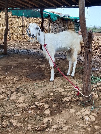 પાઠવેચવાછે.
