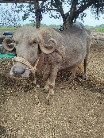 ભુરી ભેંસ વેશ વાની સે
